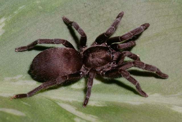 Chaetopelma concolor (Simon 1873), female, Mersin, Turkey