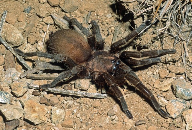 Chaetopelma olivaceum (C. L. Koch 1842), female, Israel.