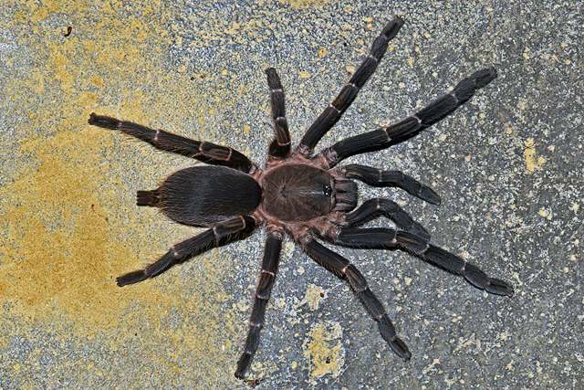 Chilobrachys assamensis Hirst, 1909, female, border region of India & Myanmar. (Photo - V. A. Ismavel)