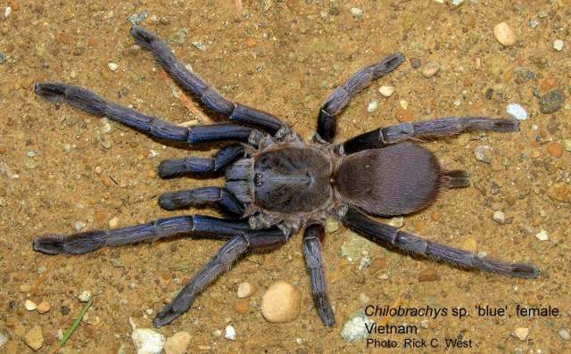 Chilobrachys dyscolus (Simon, 1886), female, Vietnam