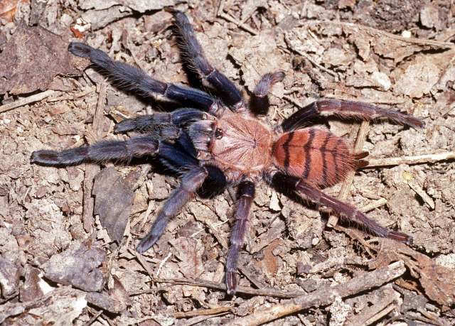 Chilobrachys fimbriatus Pocock, 1899, female, Western Ghats, India