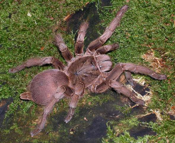 Chilobrachys guangxiensis (Yin & Tan 2000), female, sw. China