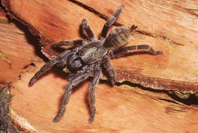 Chilobrachys hardwicki (Pocock ,1895), young emaciated female found 'in situ', India
