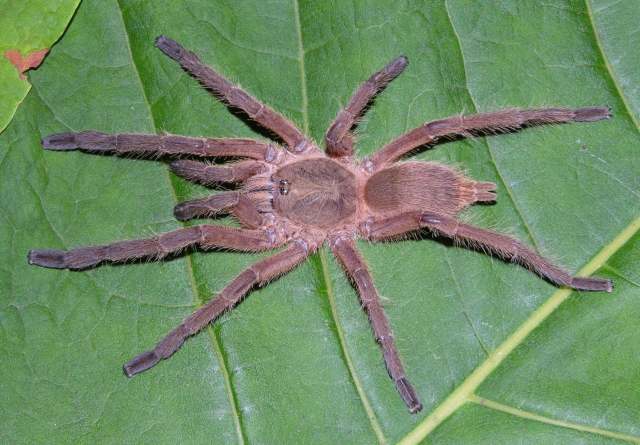 Chilobrachys sp., female (undescribed, small), Yunnan Province, China
