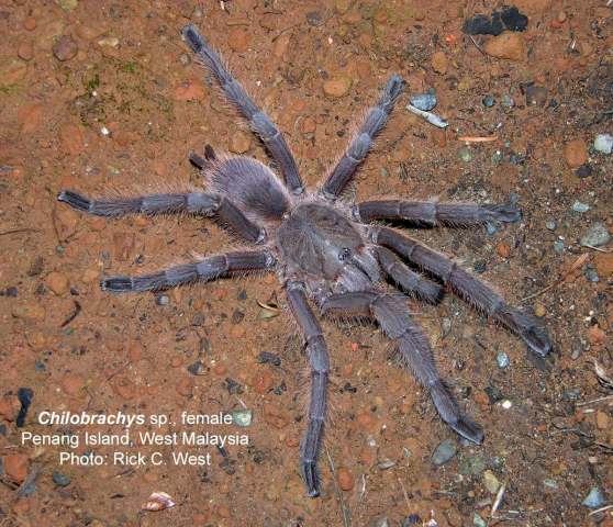 Chilobrachys sp. (undescribed), female, Penang State, West Malaysia