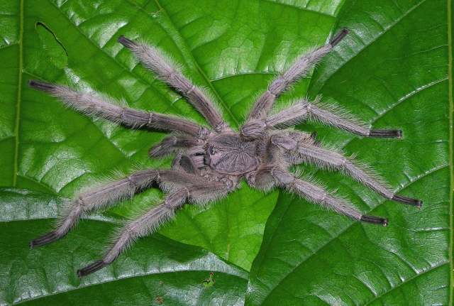 Chilobrachys sp. (undescribed), male, Penang State, West Malaysia