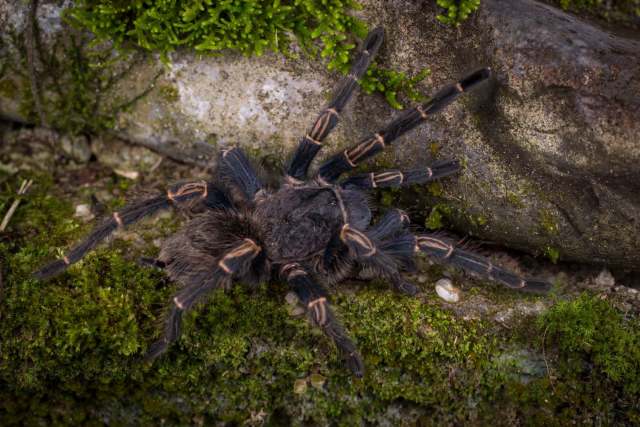 Chinchaysuyu spinosa Ferretti, Chaparro, Ochoa & West, 2022, female, n. Peru. (Photo - J. Allen)