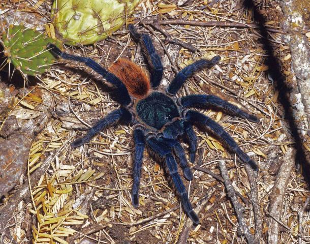 Chromatopelma cyaneopubescens (Strand, 1907), female (in situ), Falcon State, Venezuela