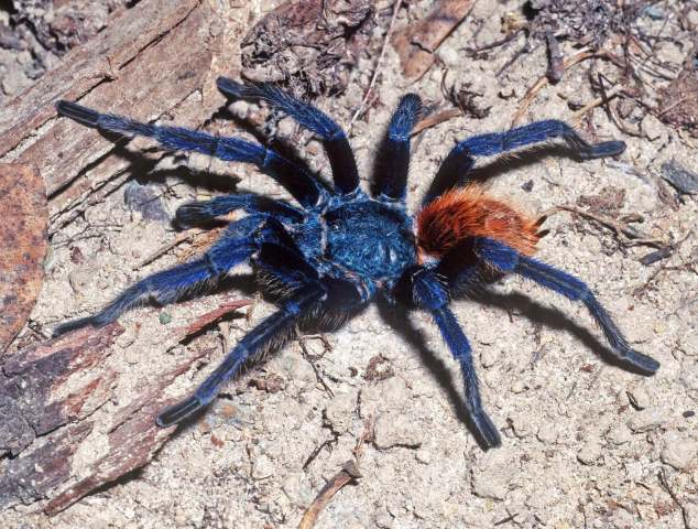 Chromatopelma cyaneopubescens (Strand, 1907), male, Falcon State, Venezuela