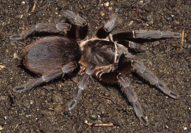 Citharacanthus cf livingstoni Schmidt & Weinmann, 1996, female, Guatemala