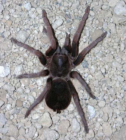 Citharacanthus cf longipes (F. O. P.-Cambridge 1897), female, Mexico