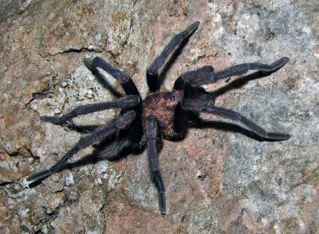 Citharacanthus meermani Reichling & West, 2000, male [missing left leg I], Belmopan, Belize. (Photo - J. Meerman)