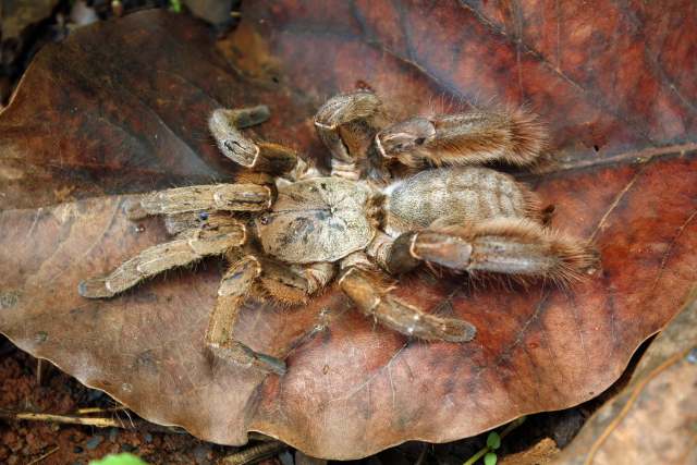 Citharognathus tongmianensis Zhu, Li & Song, 2002, female, n. Vietnam. (Photo - D. Huong)