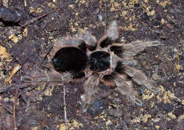 Clavopelma cf tamaulipeca (Chamberlin, 1937), female, Tamaulipas and Neuvo Leon States, Mexico