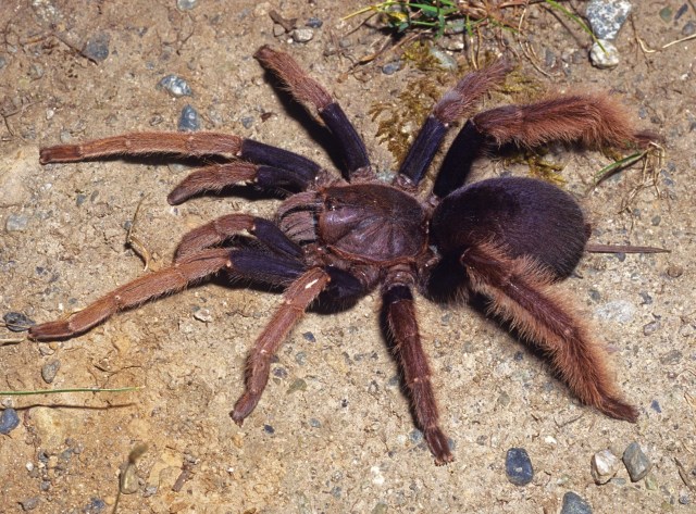 Coremiocnemis hoggi West & Nunn 2010, female, West Malaysia