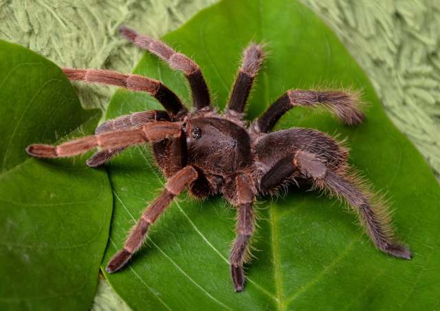 Coremiocnemis kotacana West & Nunn, 2010, female, Sumatra. (Photo - N. Tandiono)