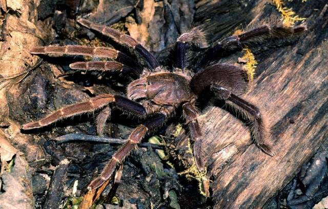 Coremiocnemis obscura West & Nunn 2010, female, Pahang State, West Malaysia