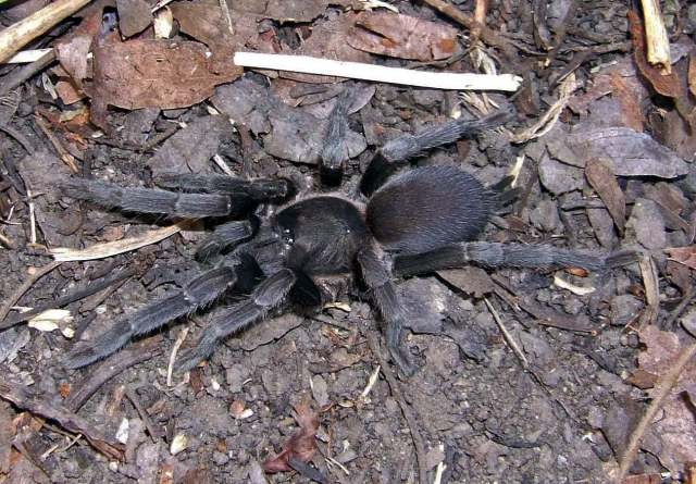 Coremiocnemis tropix Raven 2005, female, Queensland, Australia (Photo - S. Nunn)