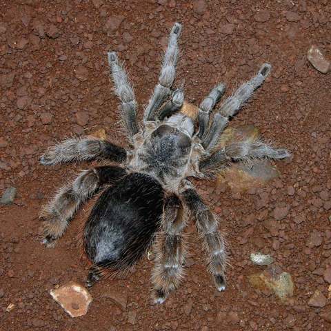 Cotztetlana sp.2, female, Jalisco State, Mexico