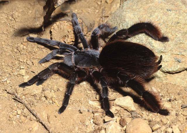 Cotztetlana sp.3, female, Puebla State, Mexico