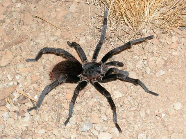 Cotztetlana sp.3, male, Puebla State, Mexico