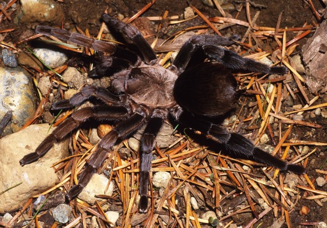 Crassicrus lamanai Reichling & West 1996, female, Belize