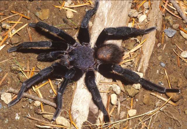 Crassicrus lamanai Reichling & West 1996, male, Belize