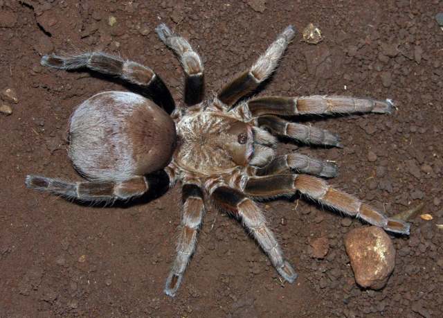 Crassicrus sp., female, Jalisco State, Mexico