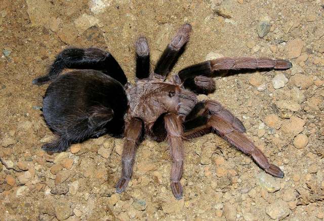 Crassicrus sp., female, Yucatan State, Mexico