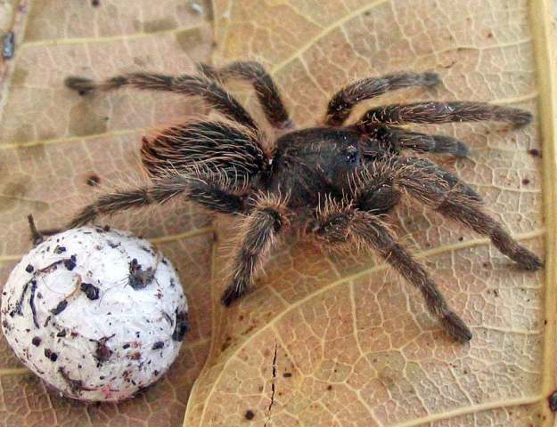 Cubanana cristinae Ortiz 2008, female, Cuba. (Photo - D. Ortiz)