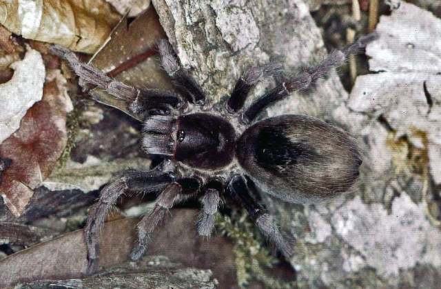 Cyclosternum ledezmae (Vol 2001), female, Dept. of Beni, Bolivia. (Photo - F. Vol)