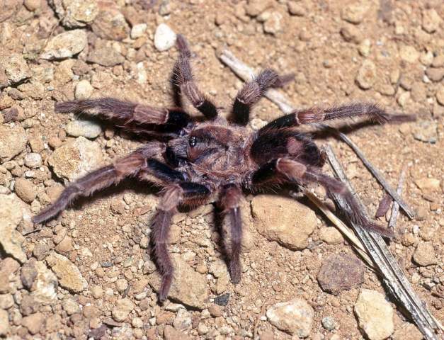 Cyclosternum palomeranum West, 2000, male, Jalisco State, Mexico