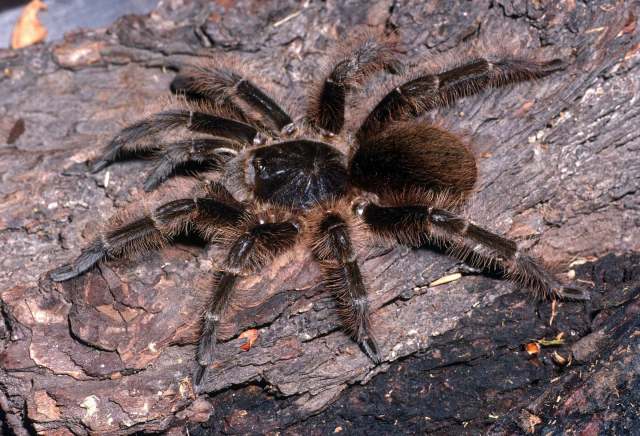 Cymbiapophysa velox (Pocock, 1903), female, Imbabura Region, Ecuador