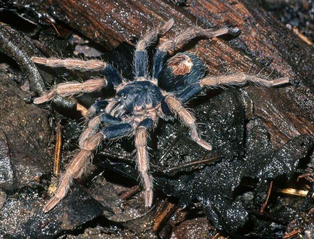 Cyriocosmus aueri Kaderka, 2016, male, Loreto Region, Peru