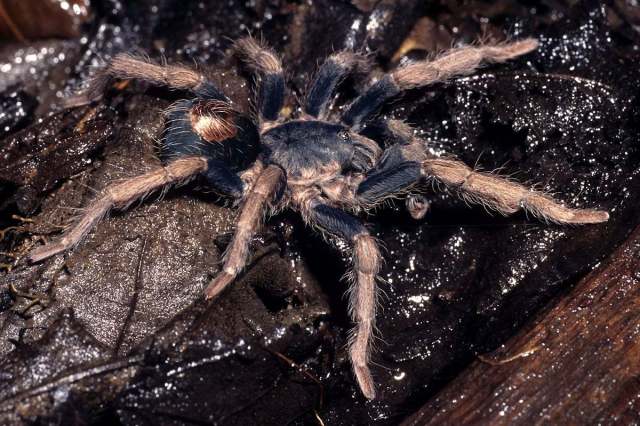 Cyriocosmus bertae Pérez-Miles, 1998, male, Peru