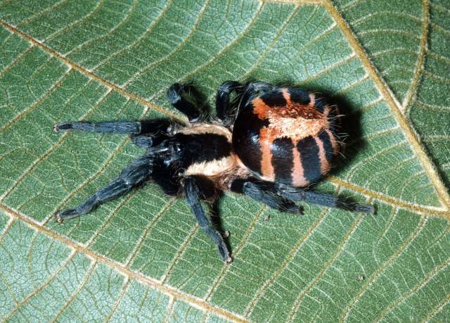 Cyriocosmus bicolor (Schiapelli & Gerschman 1945), female, State of Rondonia, Brazil