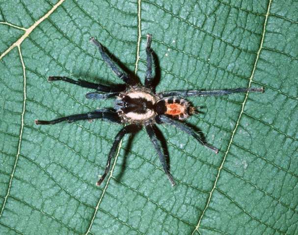 Cyriocosmus bicolor (Schiapelli & Gerschman 1945), male, Rondonia State, Brazil