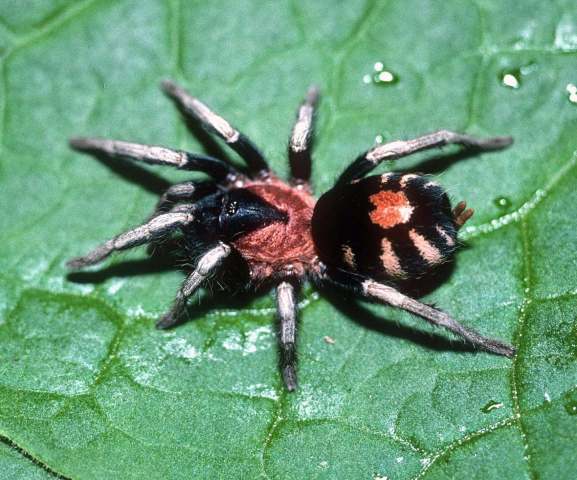 Cyriocosmus elegans (Simon, 1889), female, Trinidad Island, West Indies