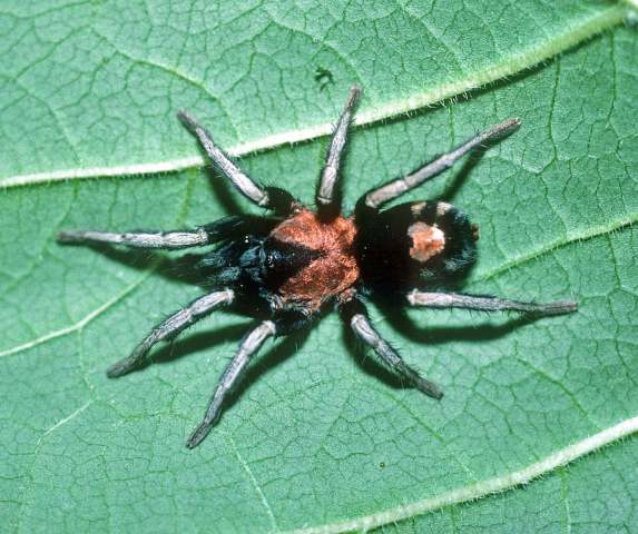 Cyriocosmus elegans (Simon, 1889), male, Trinidad Island, West Indies