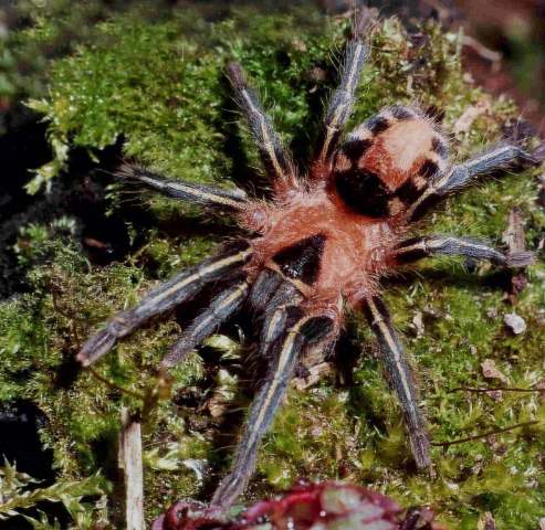 Cyriocosmus fasciatus (Mello-Leit∆o, 1930), female, Brazil. (Photo - F. Cleton)