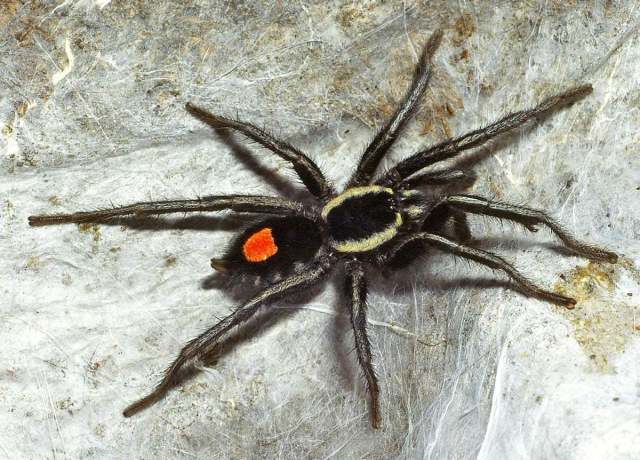 Cyriocosmus hoeferi Kaderka, 2016, male, Amazonas State, Brazil