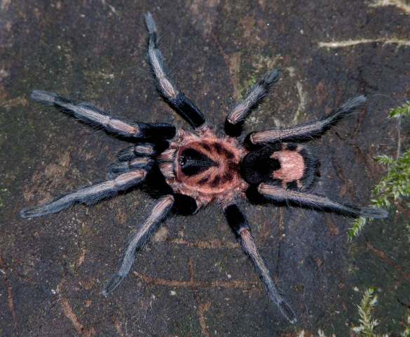 Cyriocosmus nickolausgordoni Kaderka 2015, male, Venezuela
