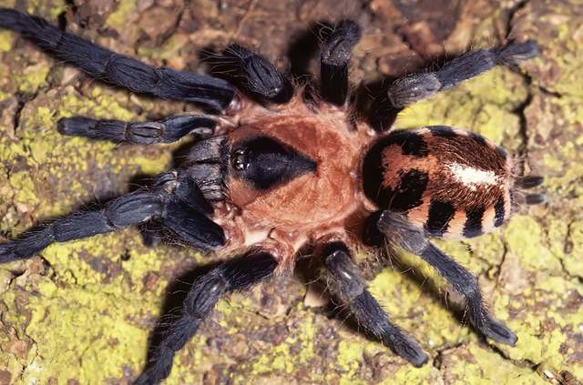 Cyriocosmus nogueira-netoi Fukushima et al. 2005, female, Brazil. (Photo - R. Bertani)