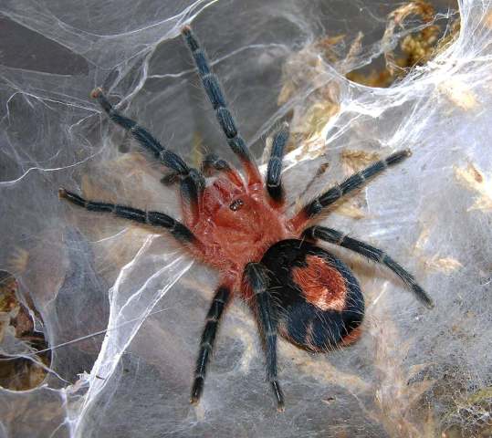 Cyriocosmus perezmilesi Kaderka, 2007, female, Bolivia