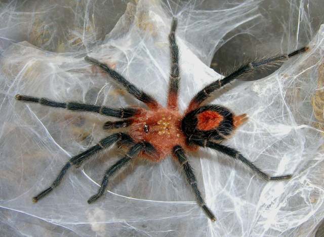 Cyriocosmus perezmilesi Kaderka, 2007, male, Bolivia