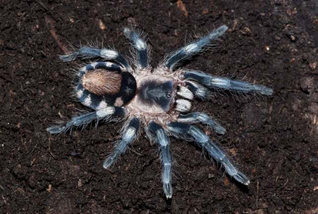 Cyriocosmus ritae Perez-Miles 1998, female, ne. Peru. (Photo - C. Allen)