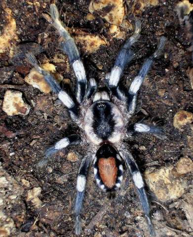 Cyriocosmus ritae Perez-Miles 1998, male, ne. Peru (B. Baldwin)