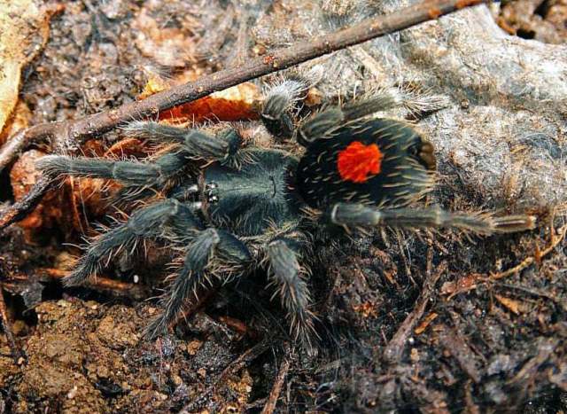 Cyriocosmus sp. [undescribed], female, Peru. (Photo - H.-W. Auer)