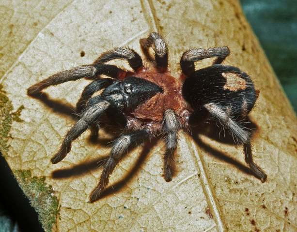 Cyriocosmus williamlamari Kaderka, 2016, female, Amazonas State, Venezuela
