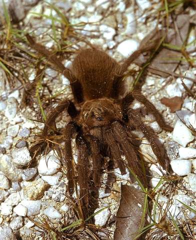 Cyrtopholis bonhotei (F. O. P.-Cambridge 1901), female, Bimini Island, Bahamas, Caribbean